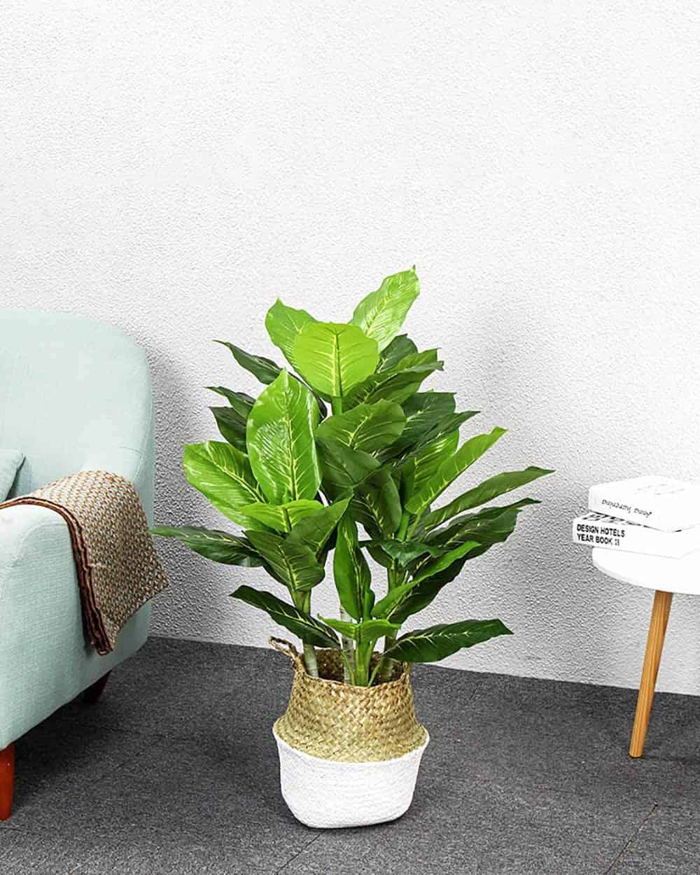 vị trí đặt cây bạch mã hoàng tử