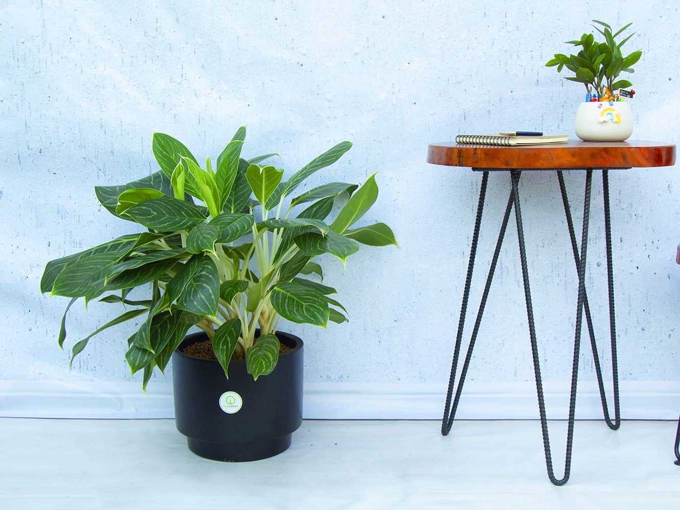 Vị trí đặt cây Bạch Mã Hoàng Tử