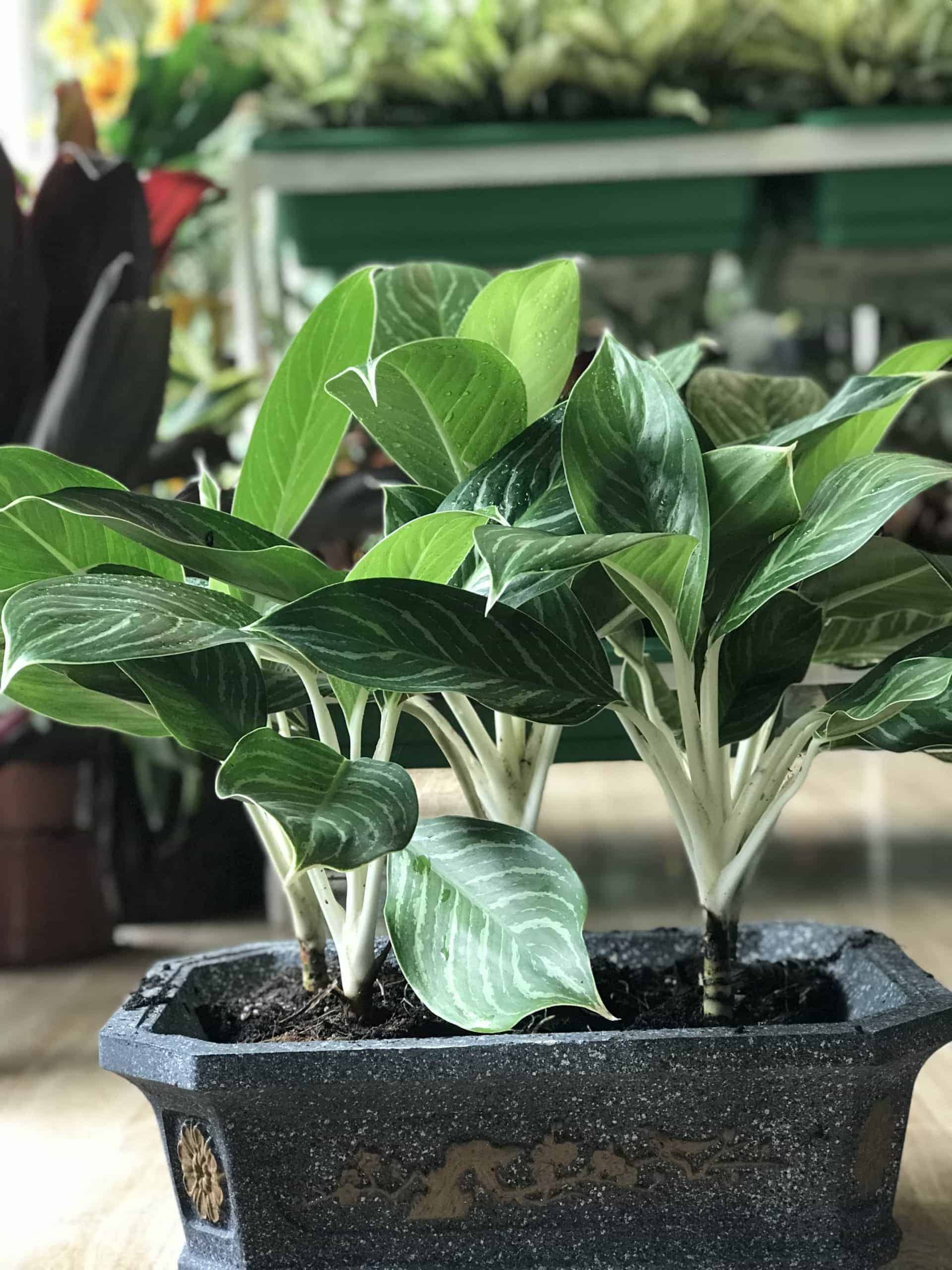 đặt cây Bạch Mã Hoàng Tử