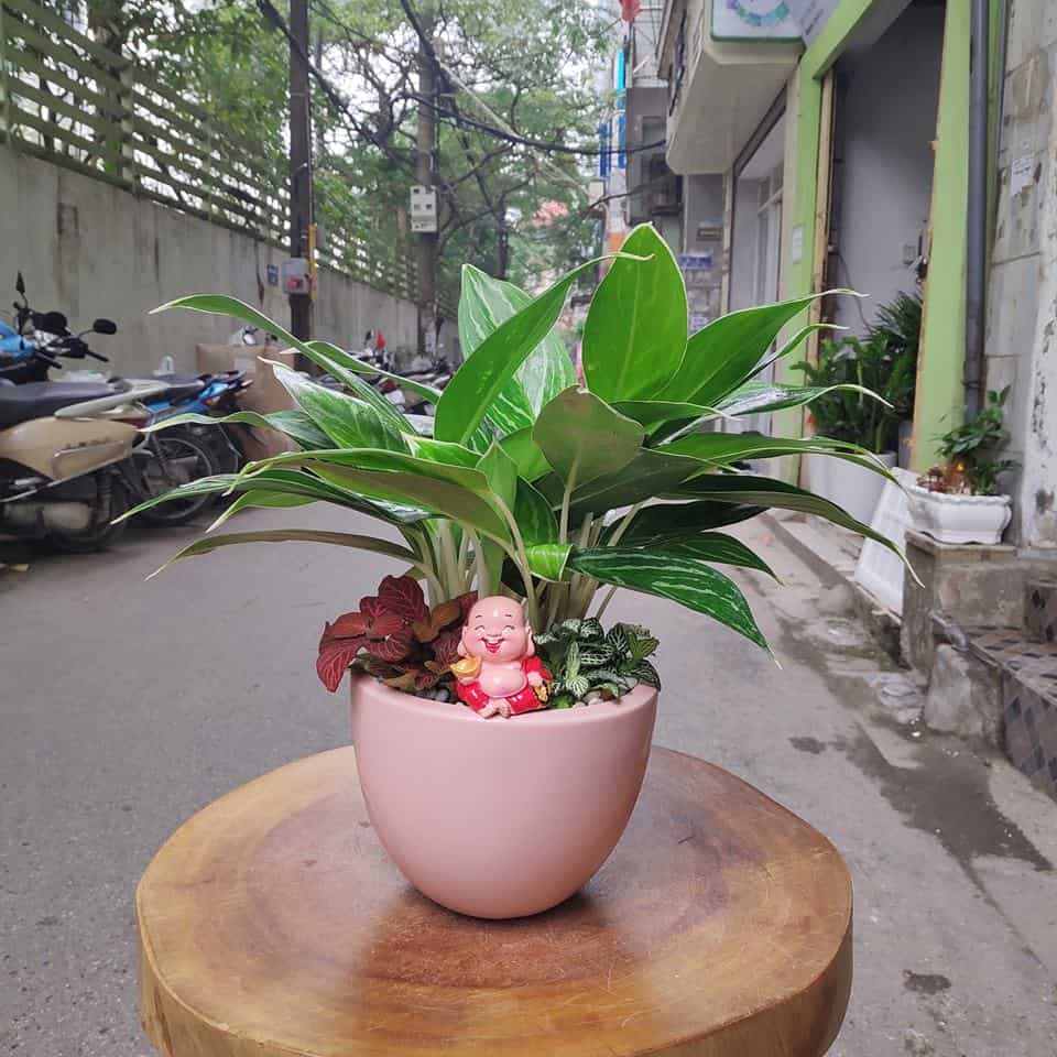 Vị trí đặt cây Bạch Mã Hoàng Tử