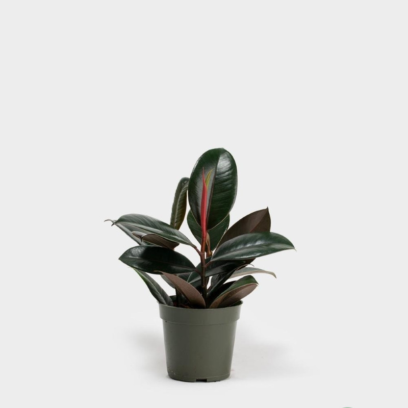 cây hợp mệnh Thổ