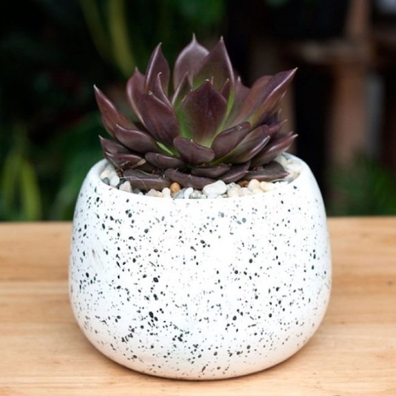 cây hợp mệnh thổ