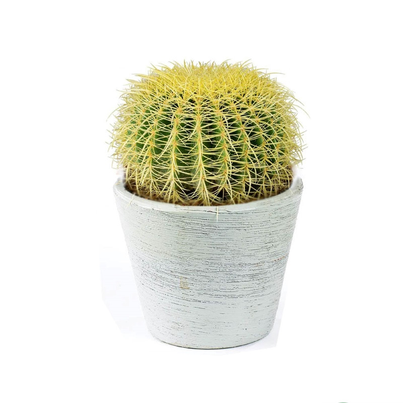 cây cảnh hợp mệnh thổ