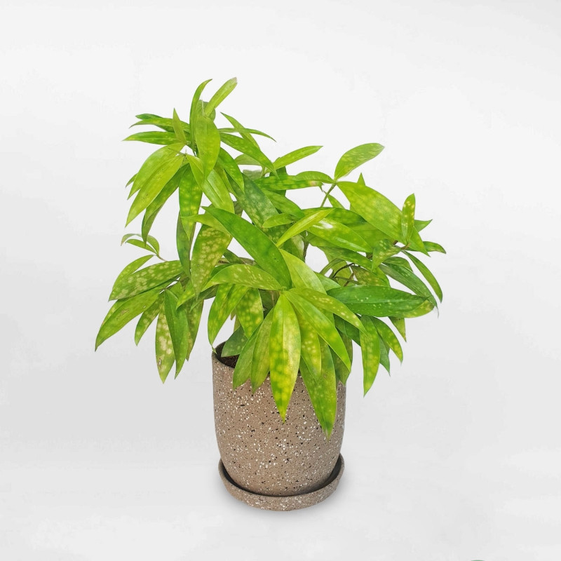 cây hợp mệnh thổ