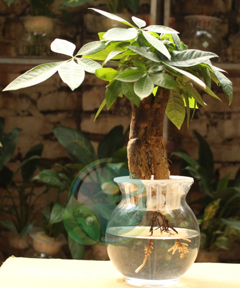 cây hợp mệnh Thổ 