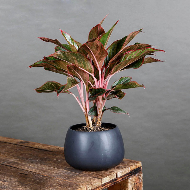 cây hợp mệnh Thổ 