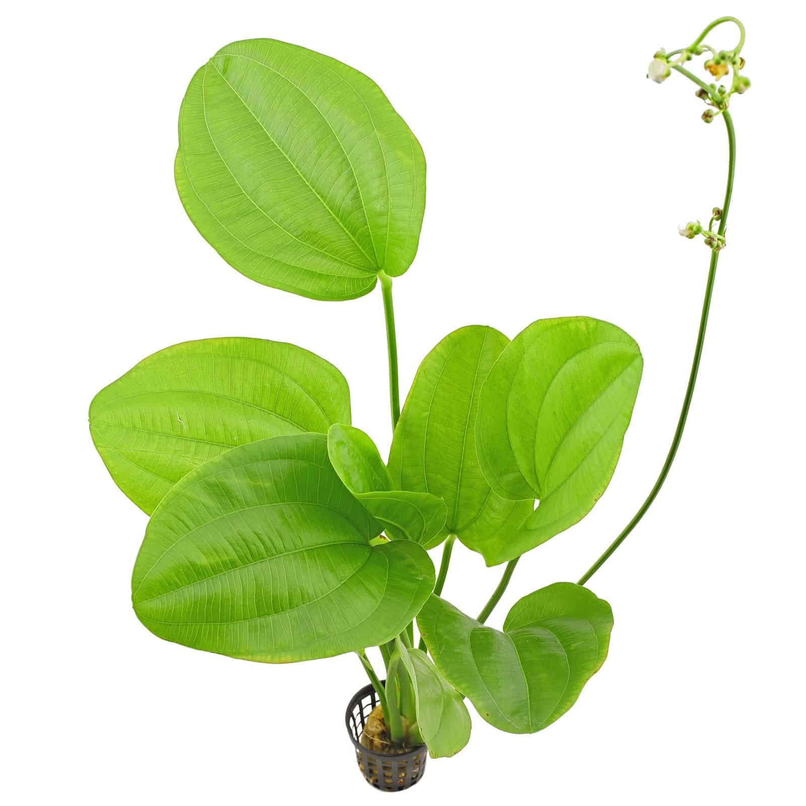 ý nghĩa cây bách thủy tiên