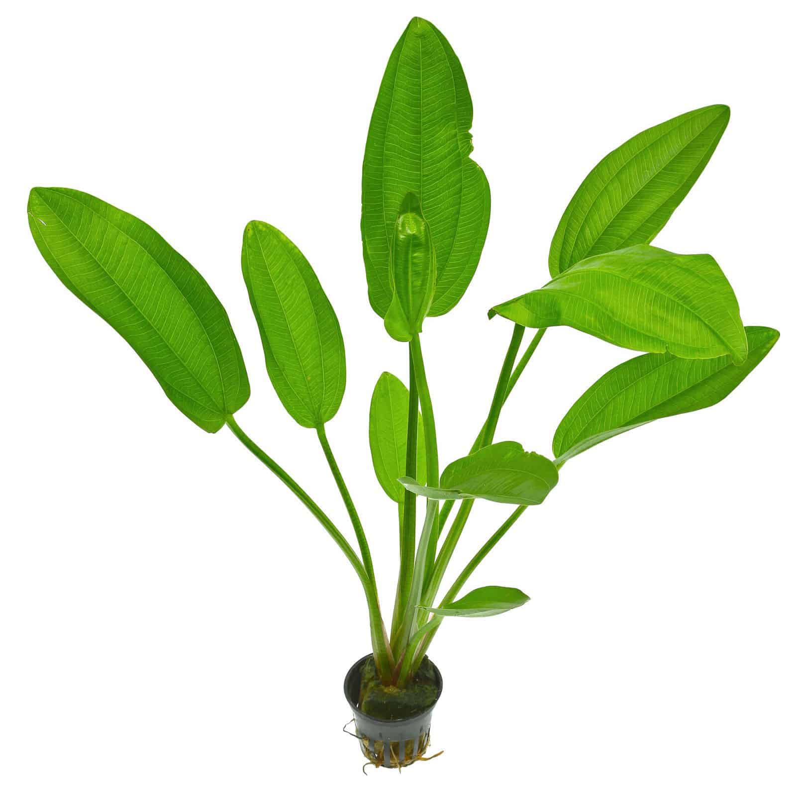 ý nghĩa cây bách thủy tiên