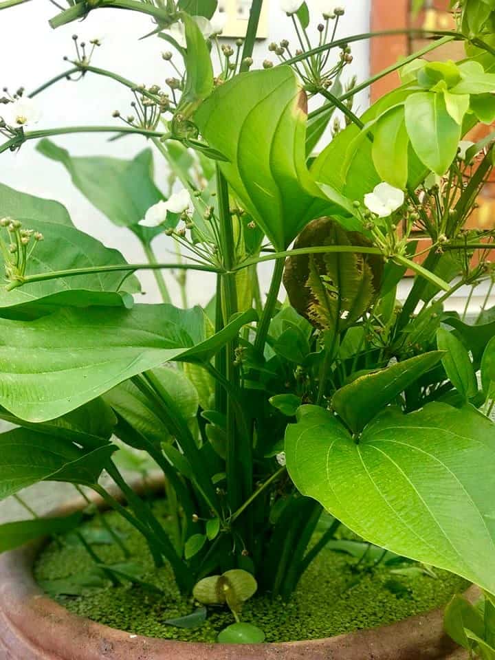 cây bách thủy tiên trong phong thủy