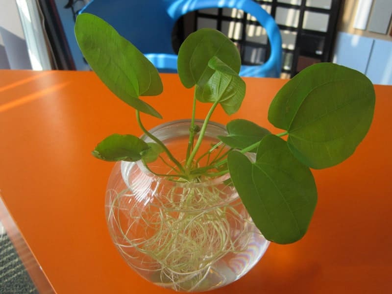 ý nghĩa cây bách thủy tiên