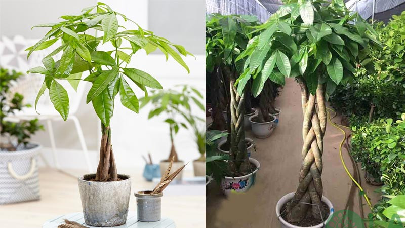 tuổi ất sửu trồng cây gì hợp phong thủy