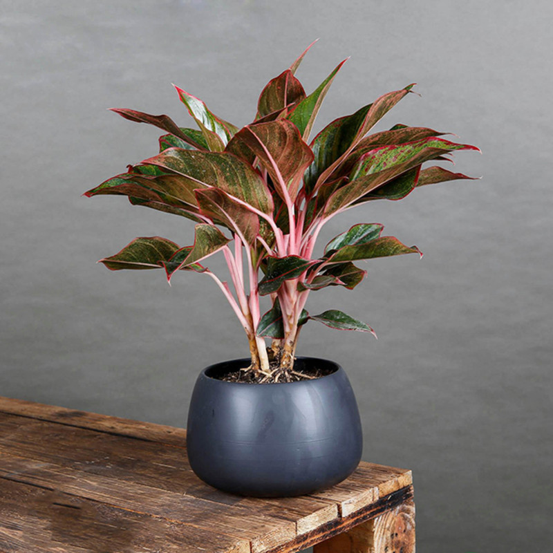 tuổi ất sửu hợp cây gì để trong nhà