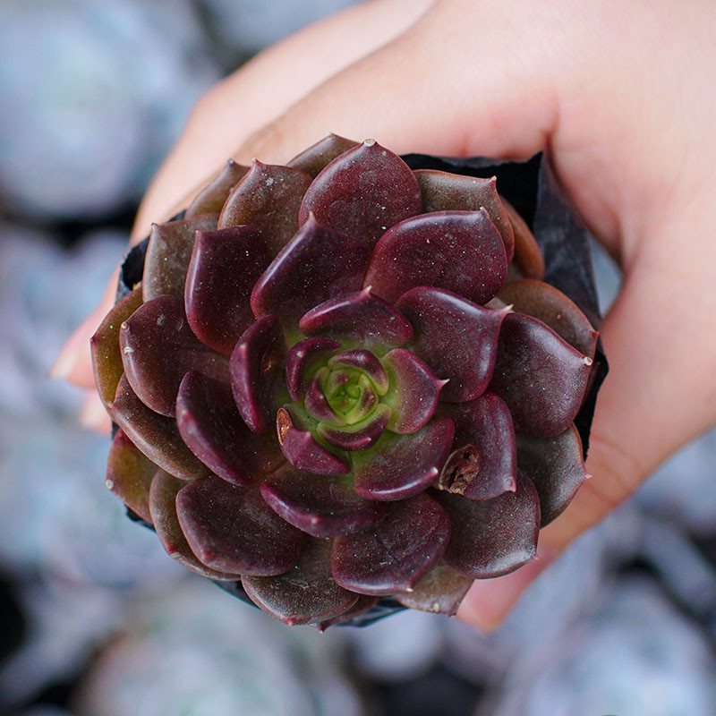 Tuổi Sửu hợp cây gì 