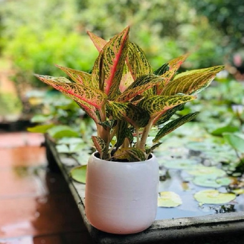 Tuổi Sửu hợp cây gì 