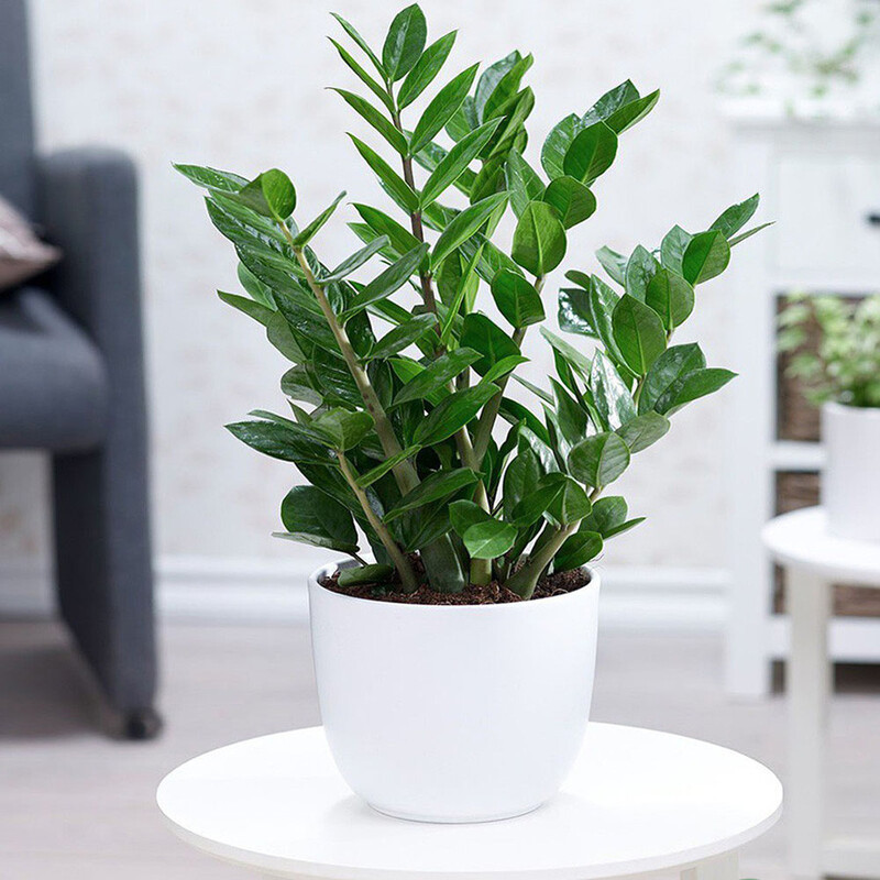 Tuổi Sửu hợp cây gì