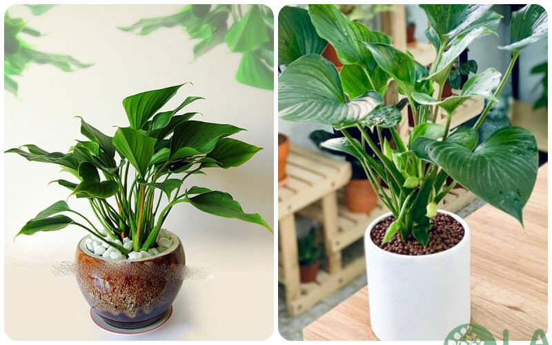 người tuổi sửu hợp cây gì