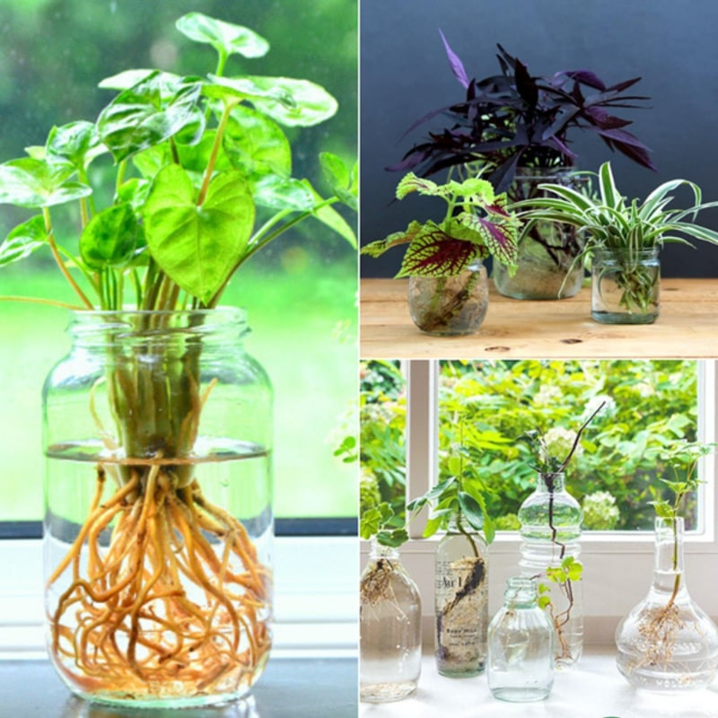 Tuổi sửu hợp cây gì