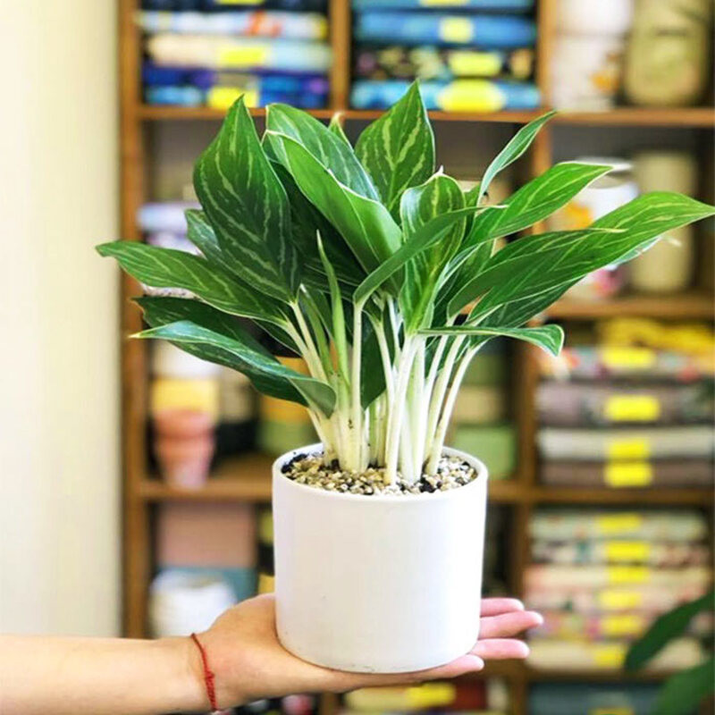 người tuổi sửu hợp cây gì