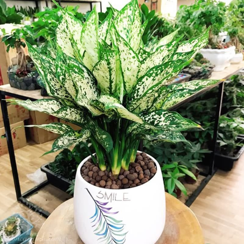 Tuổi Sửu hợp cây gì