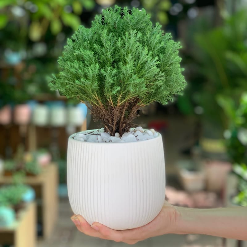 Tuổi Sửu hợp cây gì