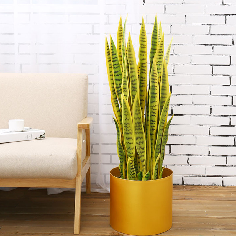 Tuổi Sửu hợp cây gì