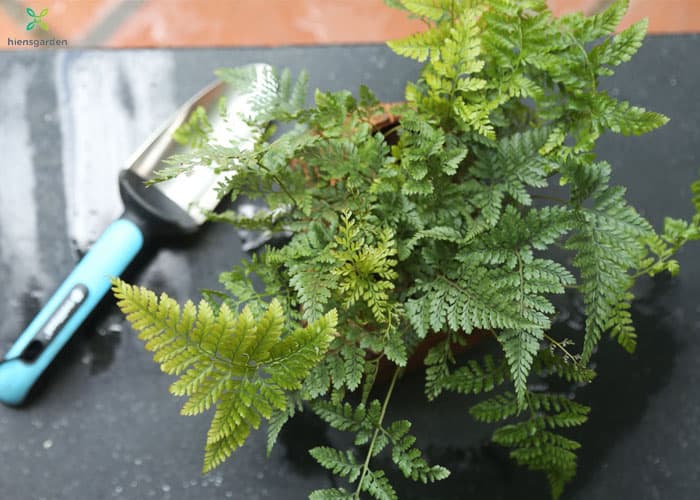 Cây dương xỉ trong phong thủy