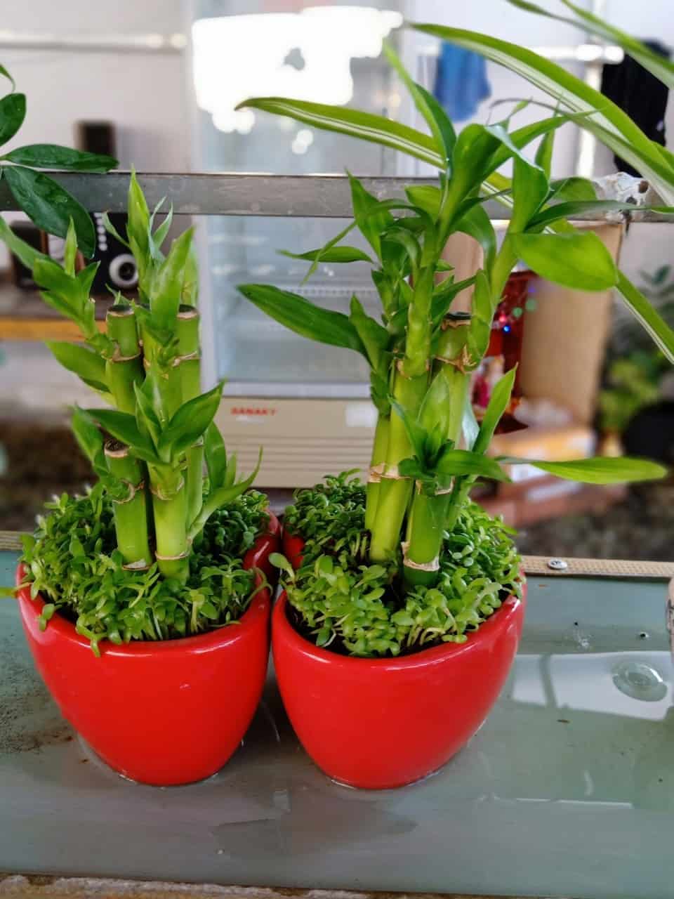 tuổi mậu thìn trồng cây gì hợp