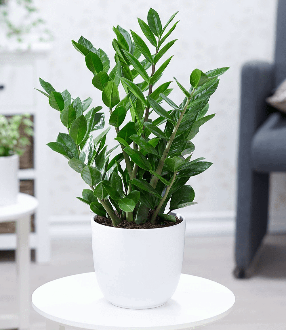 tuổi mậu thìn 1988 hợp trồng cây gì