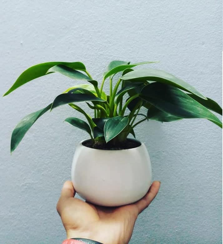 tuổi mậu thìn trồng cây gì