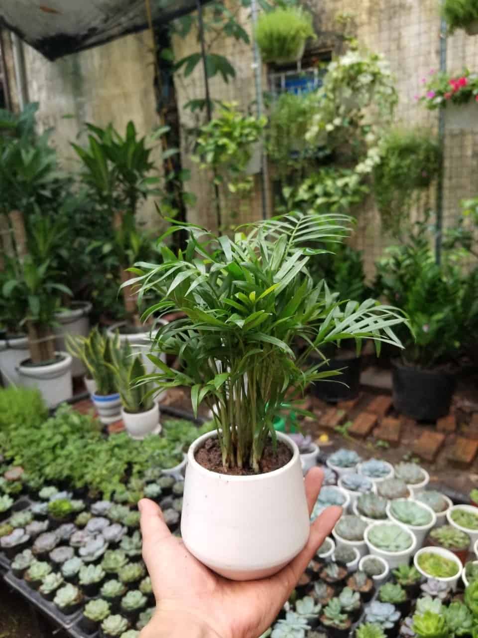 tuổi mậu thìn trồng cây gì tốt