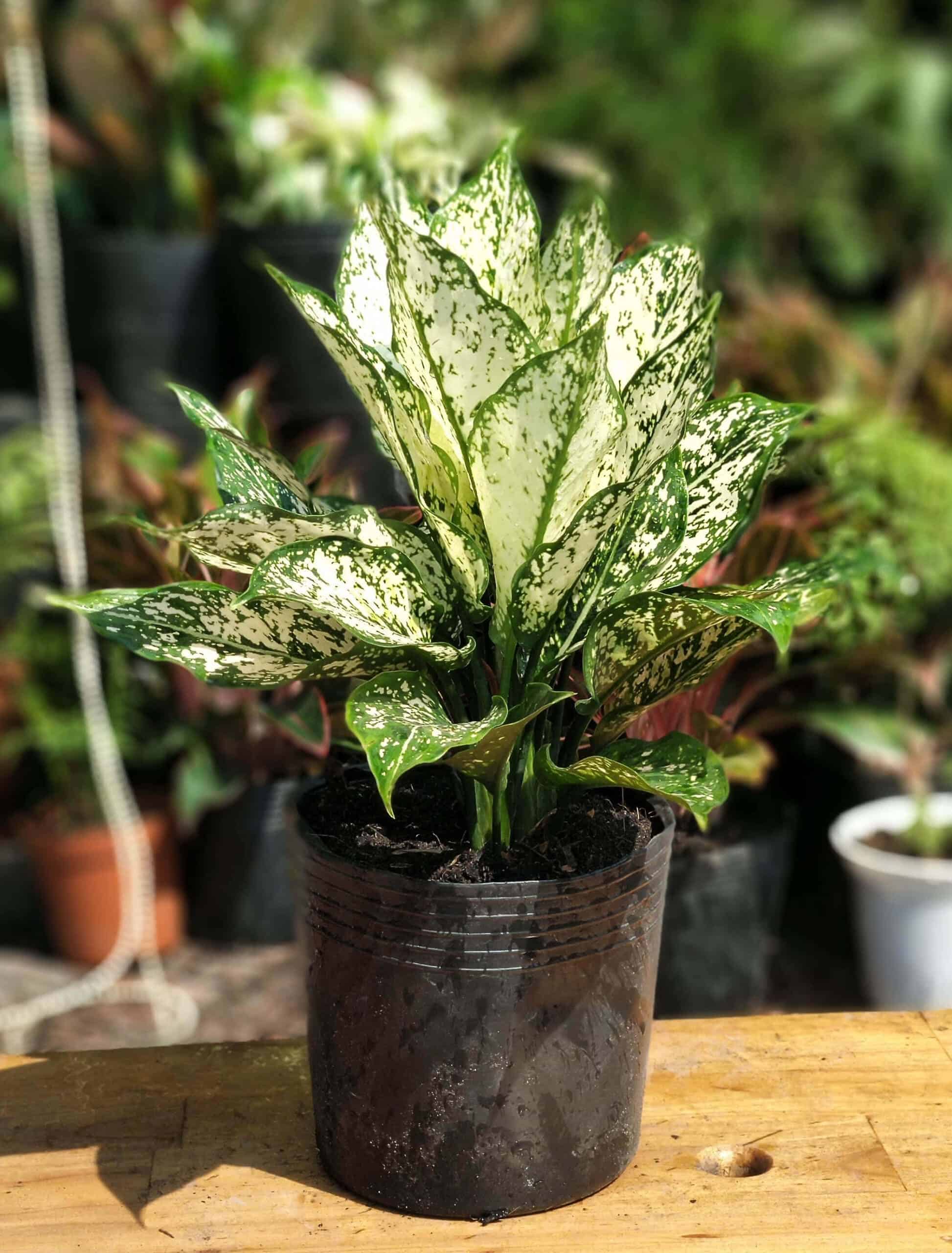 tuổi mậu thìn trồng cây gì trên bàn làm việc