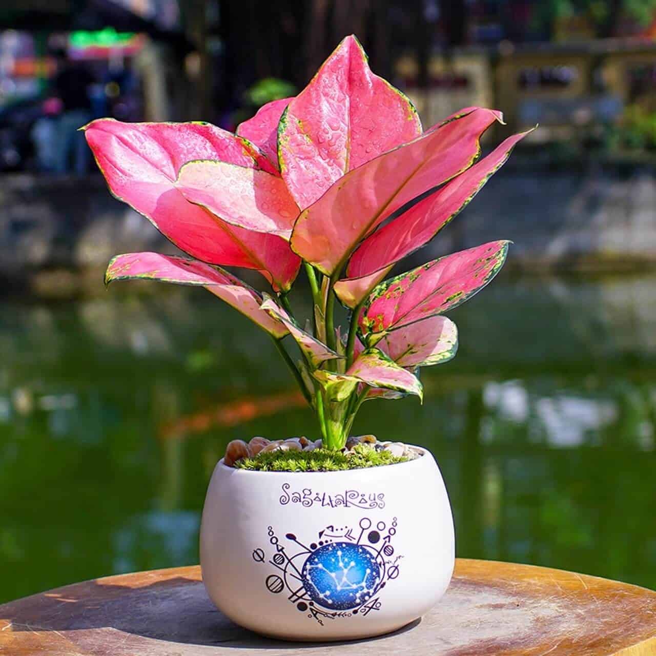 Phong thủy cây cảnh phòng thờ sao cho phù hợp