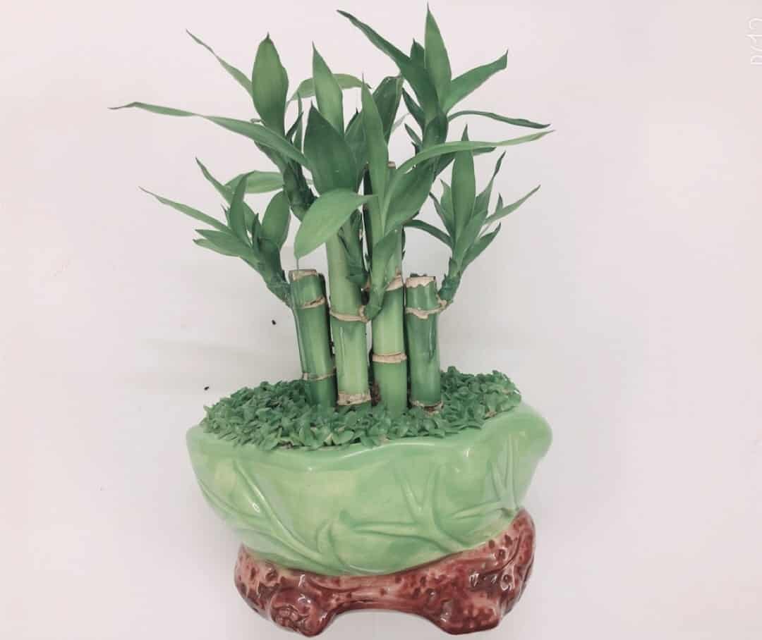 phong thủy cây cảnh phòng thờ