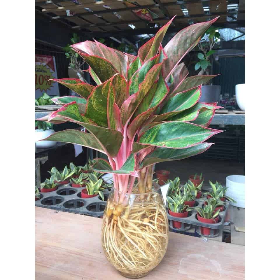 cây cảnh phòng thờ