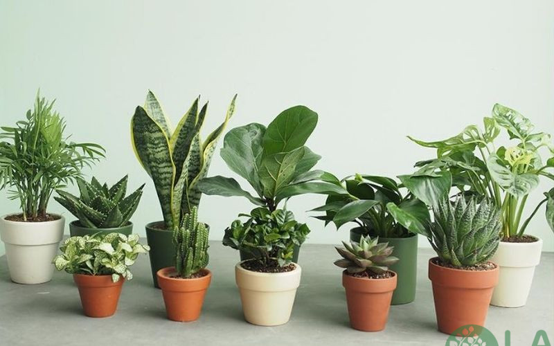 cây kiểng phong thủy