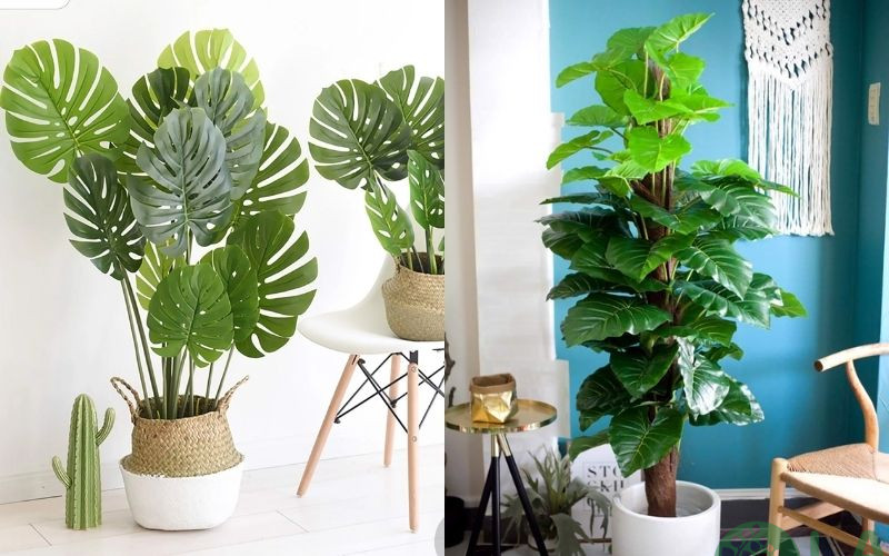 cây kiểng phong thủy trong nhà