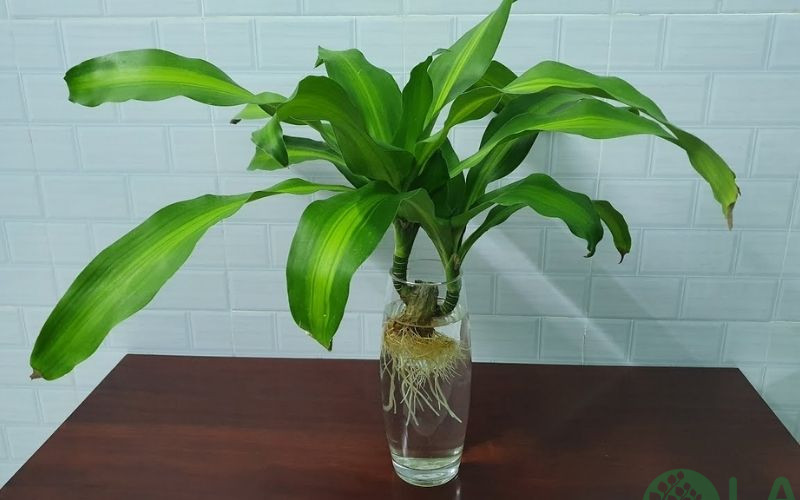 cây kiểng phong thủy trong nhà