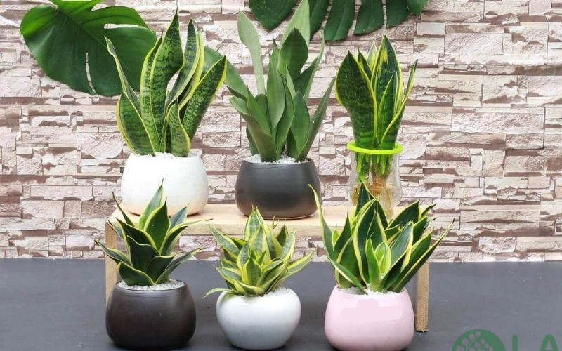 cây kiểng phong thủy