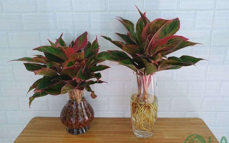 các loại cây kiểng phong thủy