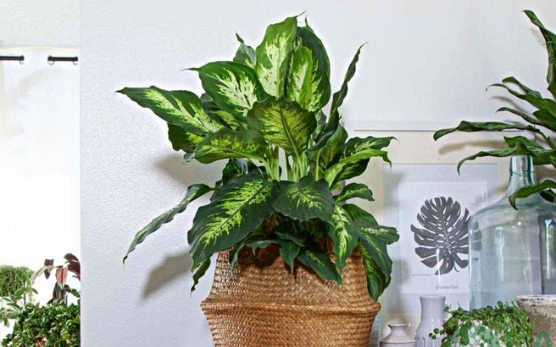 cây cau kiểng phong thủy