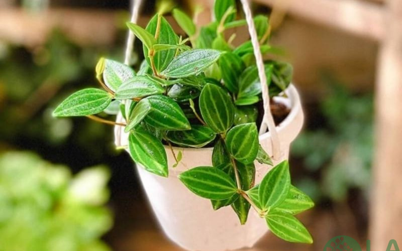 cây kiểng phong thủy theo tuổi