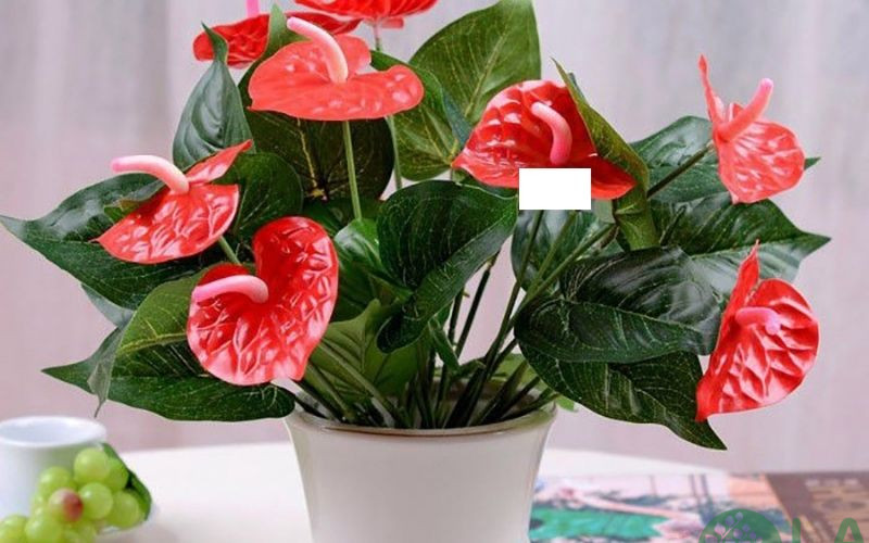 cây kiểng trước nhà