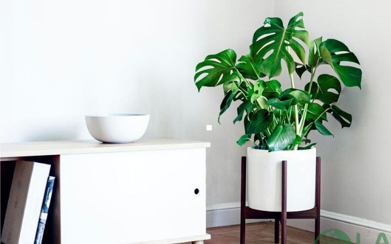 cây cau kiểng phong thủy