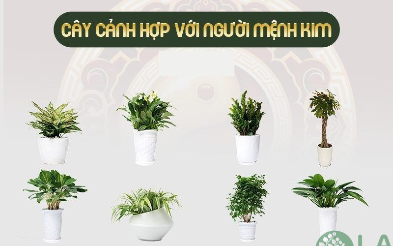 những cây kiểng phong thủy