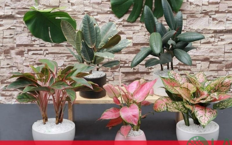 kiểng phong thủy