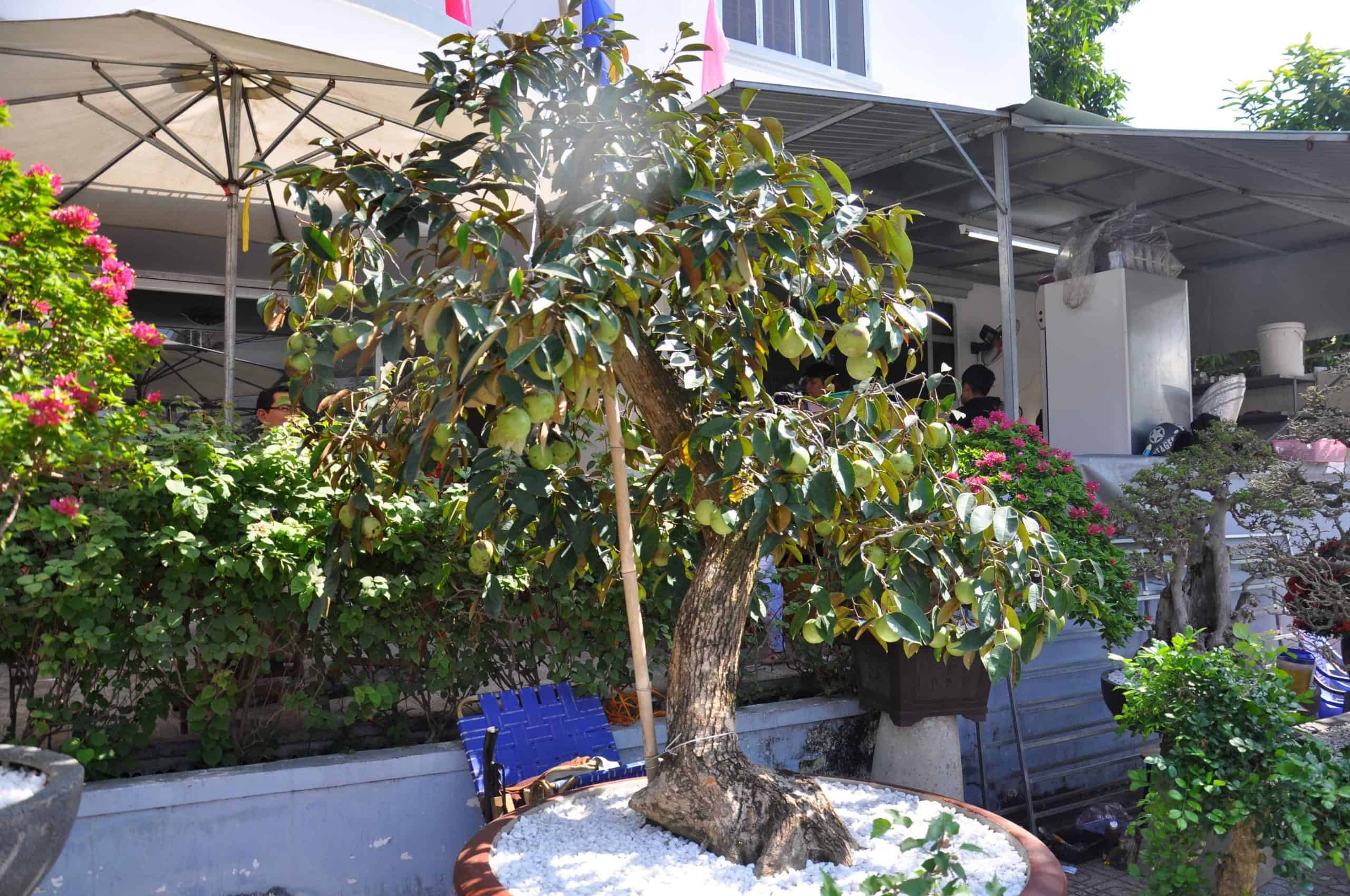 có nên trồng cây vú sữa trước nhà