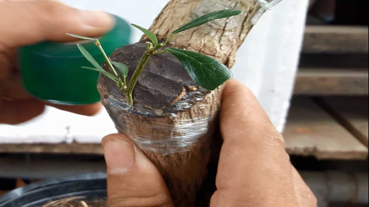 có nên trồng cây vú sữa trước cửa nhà không