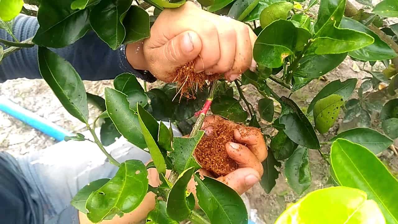 trồng cây vú sữa trước nhà có tốt không