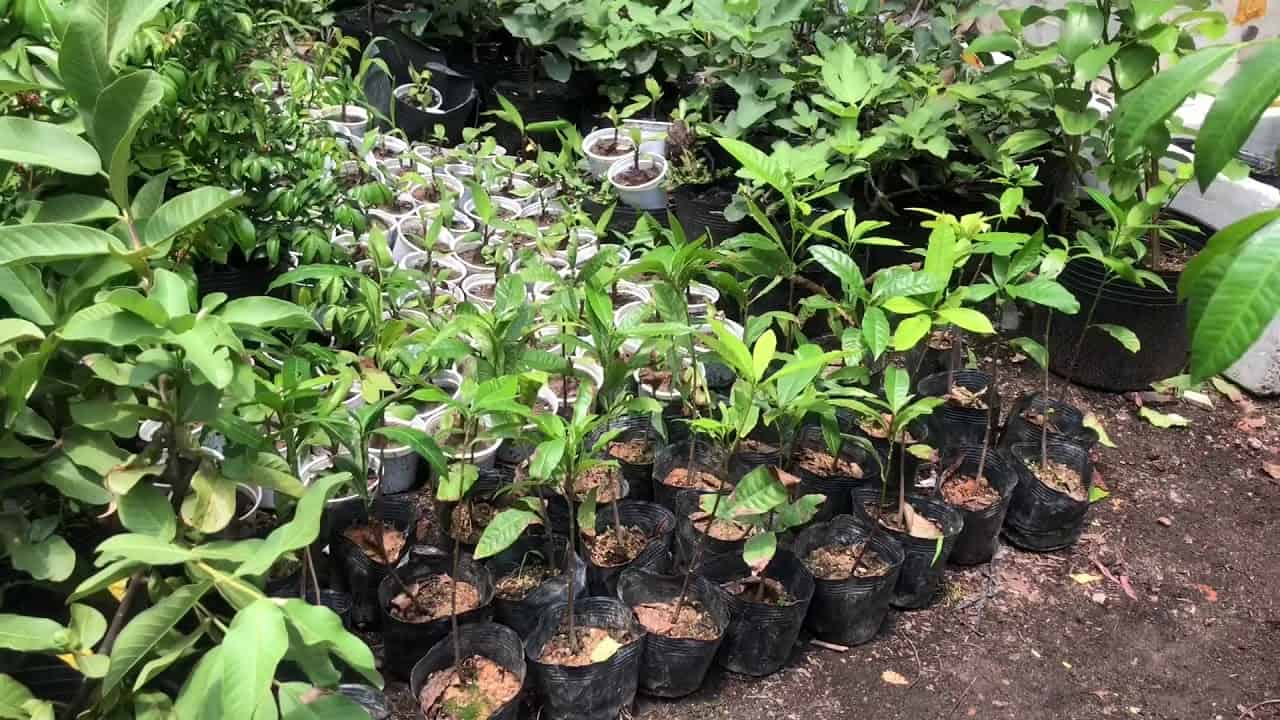 có nên trồng cây vú sữa trước nhà