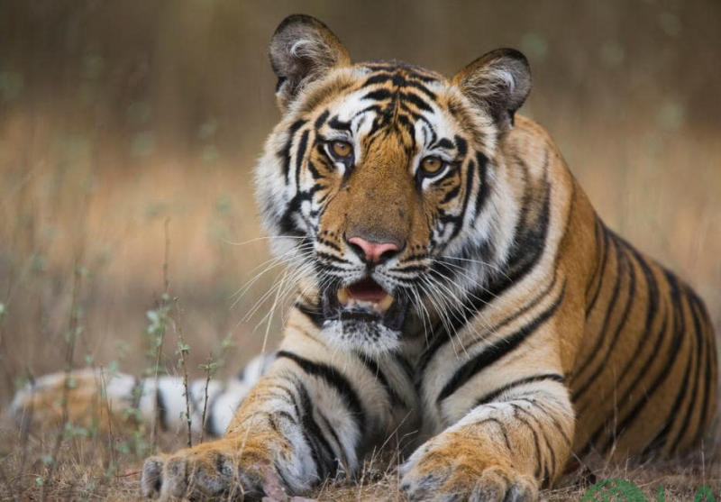 tuổi dần hợp với cây gì